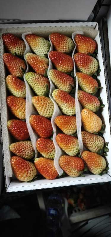 会泽县蒙特瑞草莓 20克以上