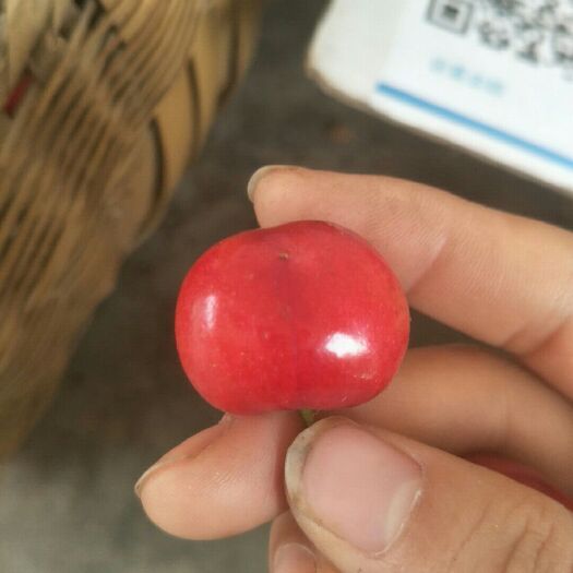 西安 白鹿原樱桃