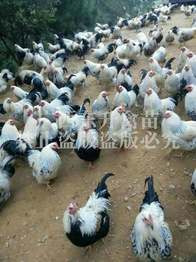  彩凤鸡苗