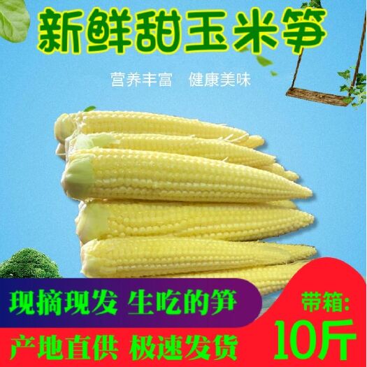 横州市 新鲜甜玉米笋5斤/10斤带皮广西小玉米笋嫩迷你芯现摘玉米荀
