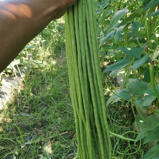 耿马县绿翡翠长豆角 40cm~70cm