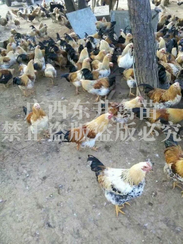  彩凤鸡苗