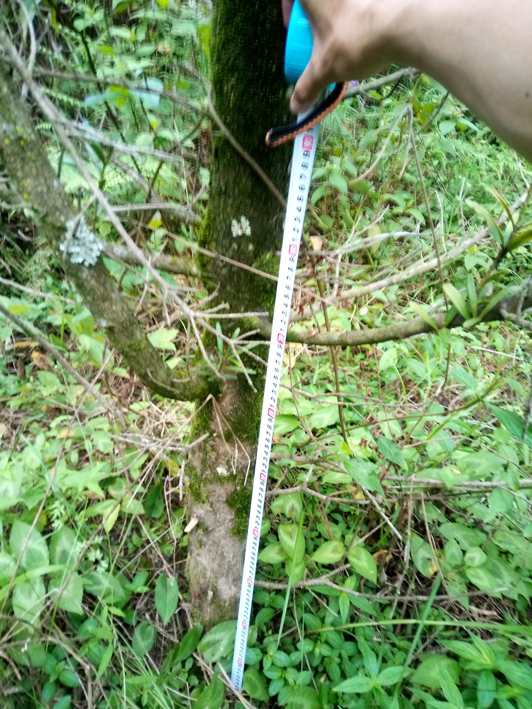  羅漢松