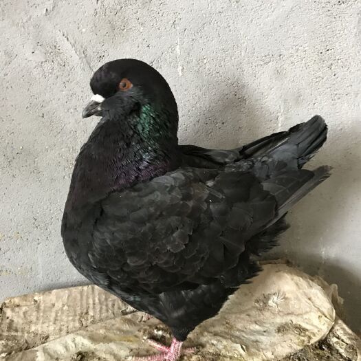 嘉祥县 元宝鸽大体元宝鸽的价格