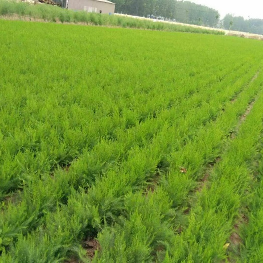 曹县 批发，零售优质芦笋苗，芦笋籽，青笋，白笋