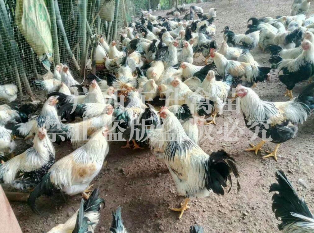  彩凤鸡苗