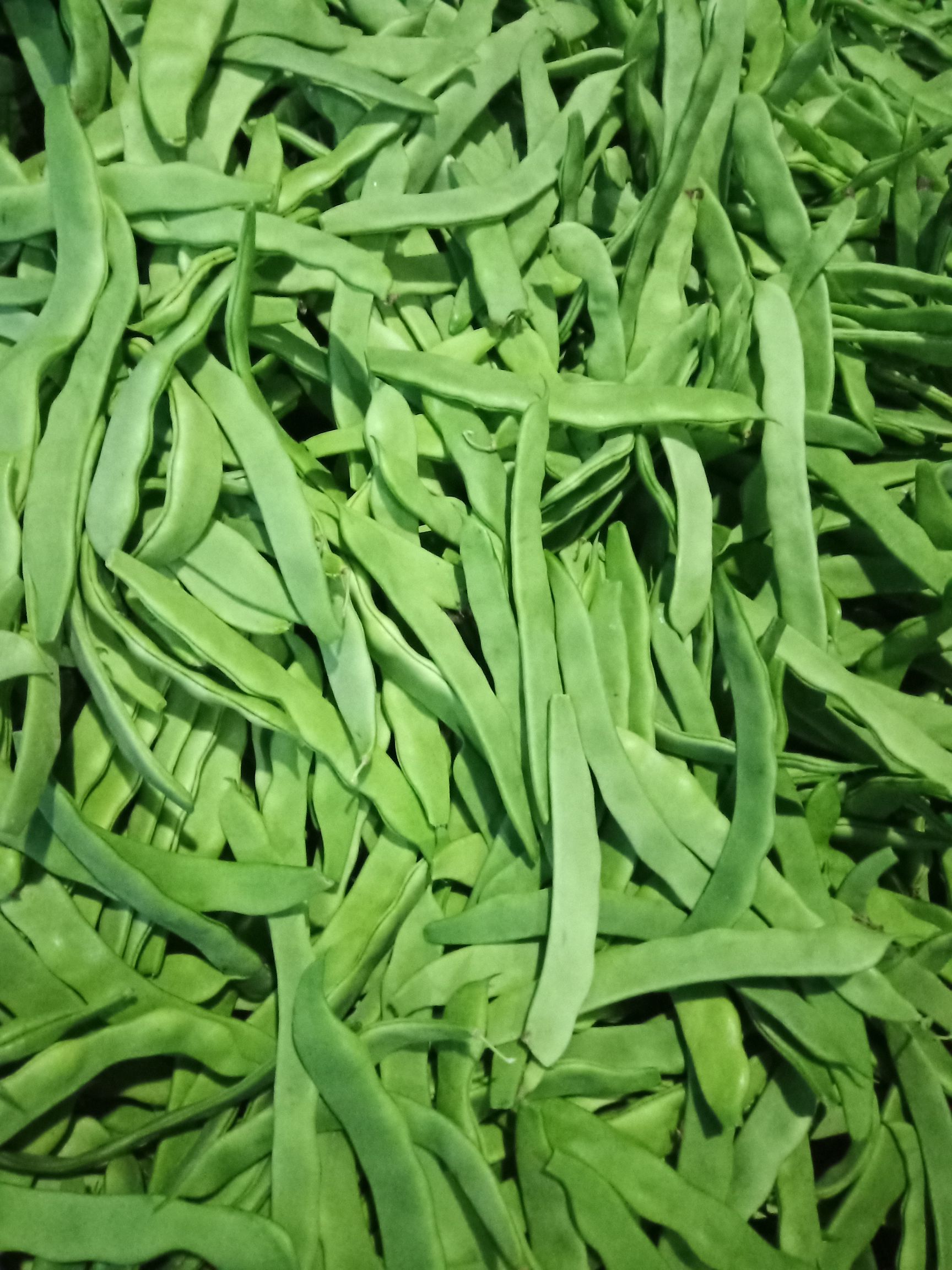 绿龙芸豆 无公害,绿色食品