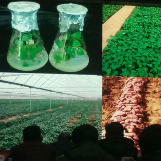 浚县西瓜红红薯苗 商暑19、烟薯25、西瓜红   红薯苗大田脱毒高剪苗