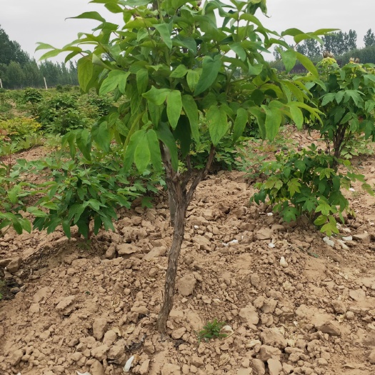 菏泽牡丹树 1~1.5米 2cm以下 4cm以下