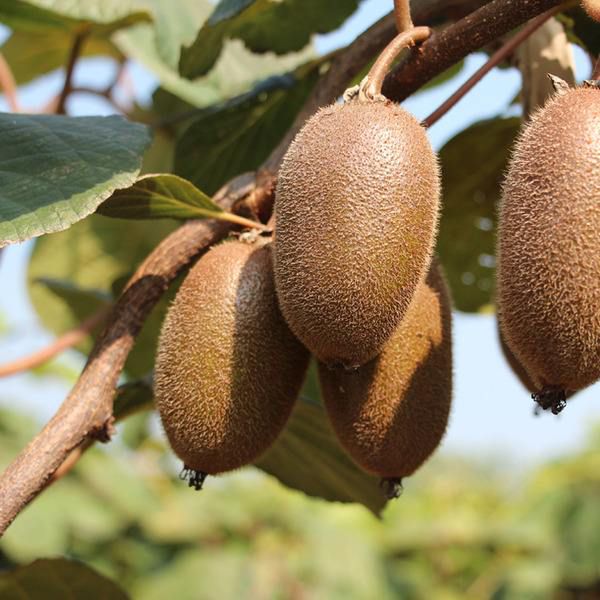 陕西眉县翠香猕猴桃,带来的不仅仅是味蕾的满足