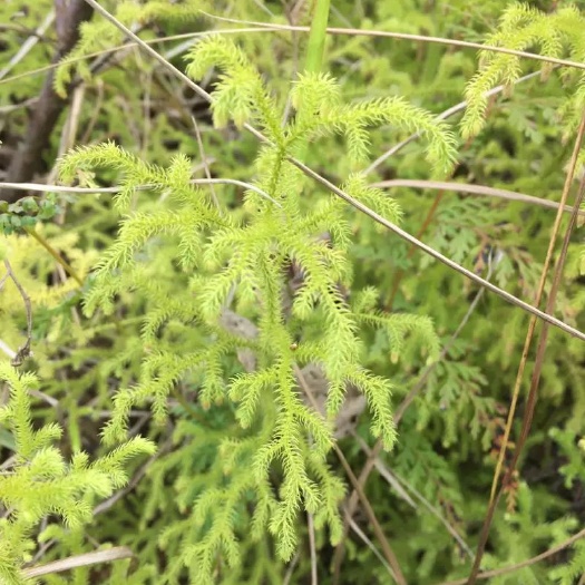 西林县伸筋草
