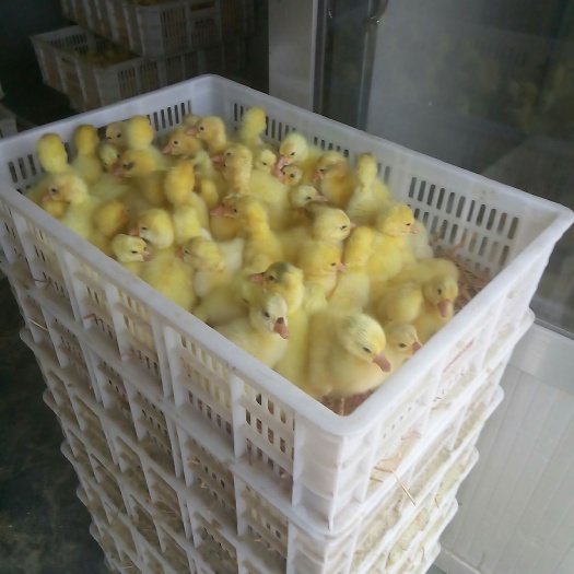 阳信县大三花鹅苗