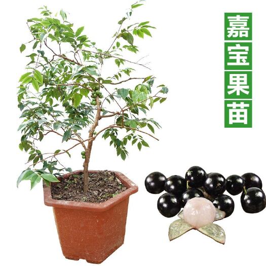 灵山县嘉宝果苗  树葡萄苗 嫁接嘉宝果树苗四季早生树葡萄树苗南北方可种植地栽果