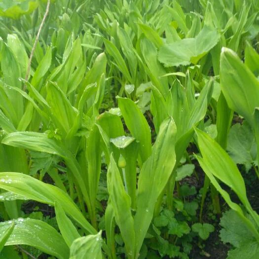 宝兴县茖葱 海泼二千到四千米高原野菜