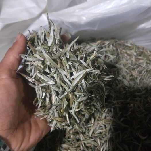景谷县 普洱景谷大白茶，从毛尖到毛茶，我们就只做我们自己的白茶