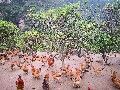 雷波县土鸡 急售2000只
