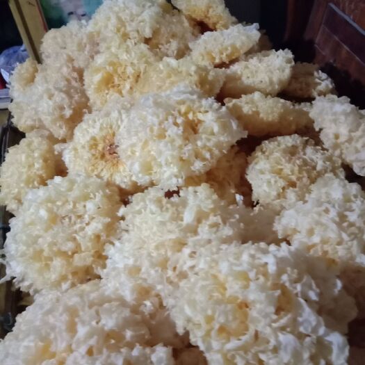 鄄城县木银耳 干银耳 朵状银耳 淡黄色
