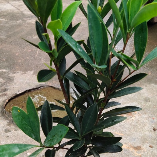 灵山县 四季山茶花，想种植的联系我