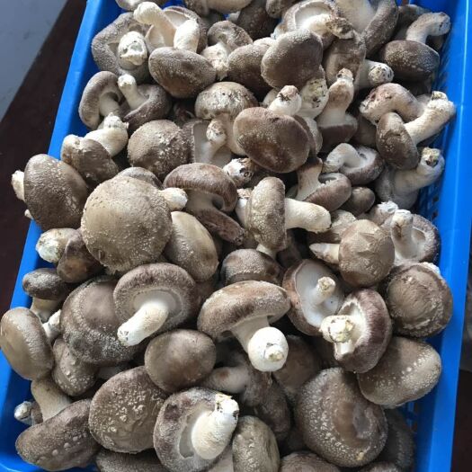 宣恩县 恩施富硒杂木香菇，