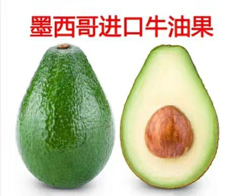 灵山县 墨西哥哈斯牛油果苗