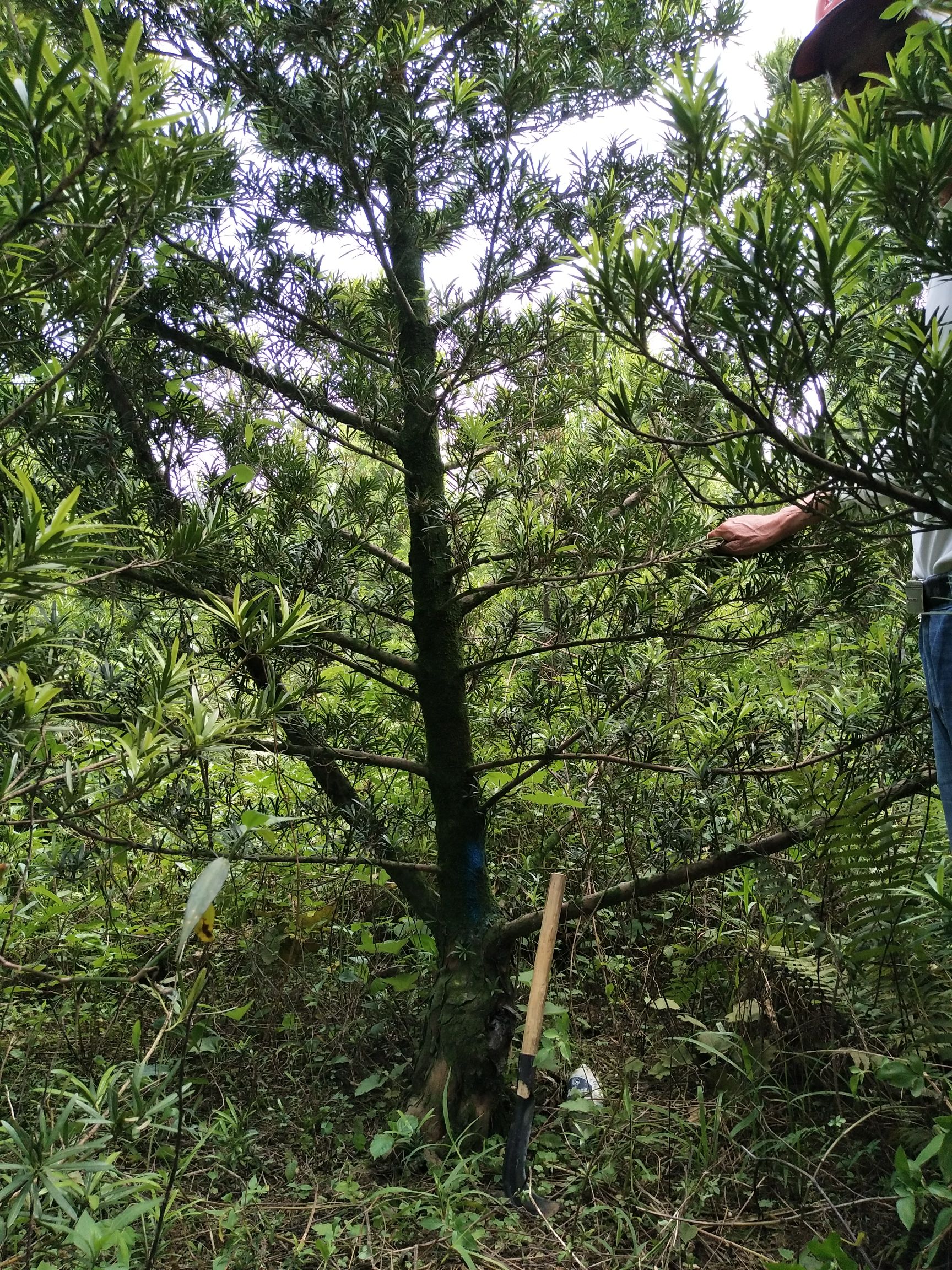  矮庄罗汉松适合盆景造型就三棵21至23分，16起分的50棵