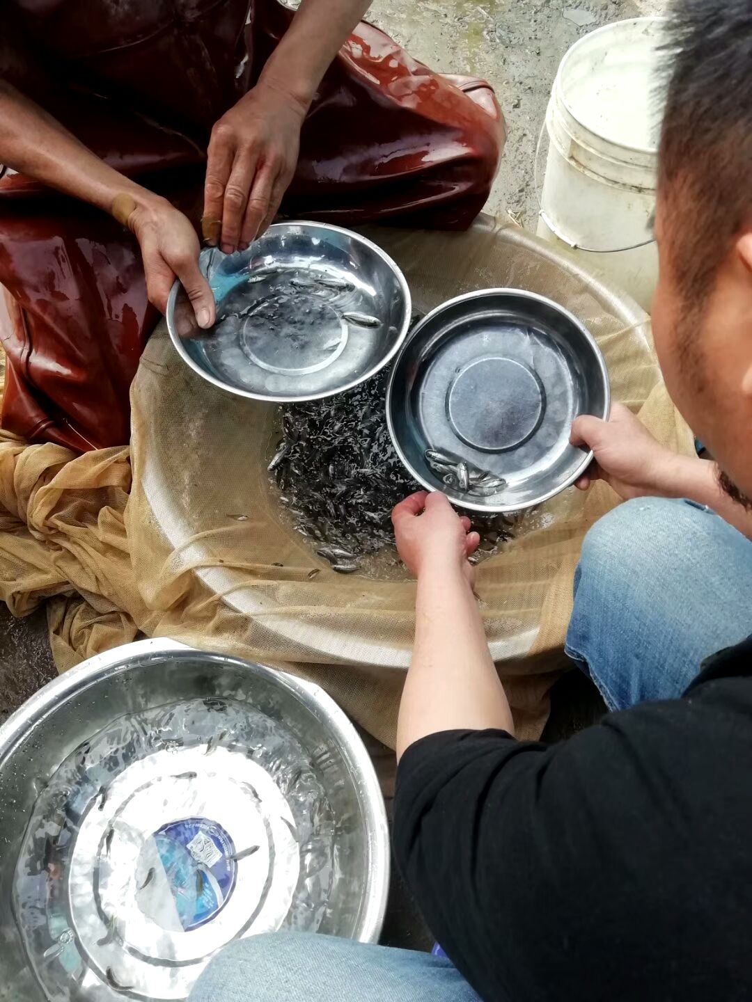 海鲈鱼苗七星鲈鱼苗海鲈港兴水产批发