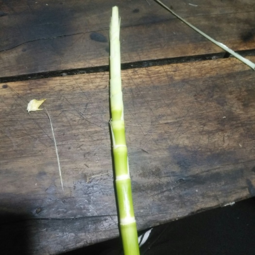 宣城水竹筍 有貨