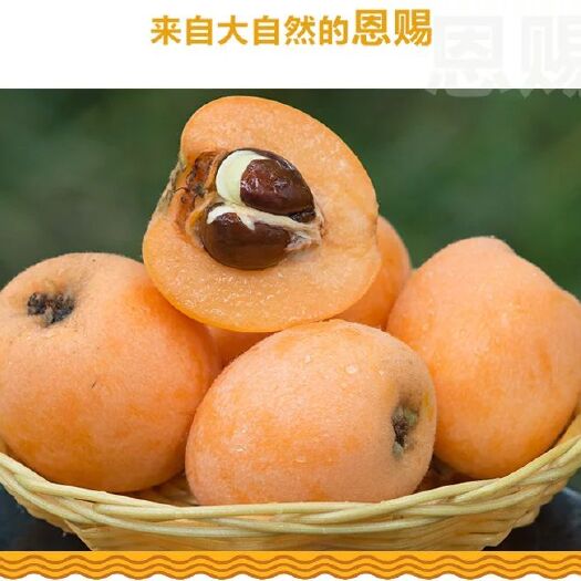 崇州市 四川五星枇杷支持一件代发