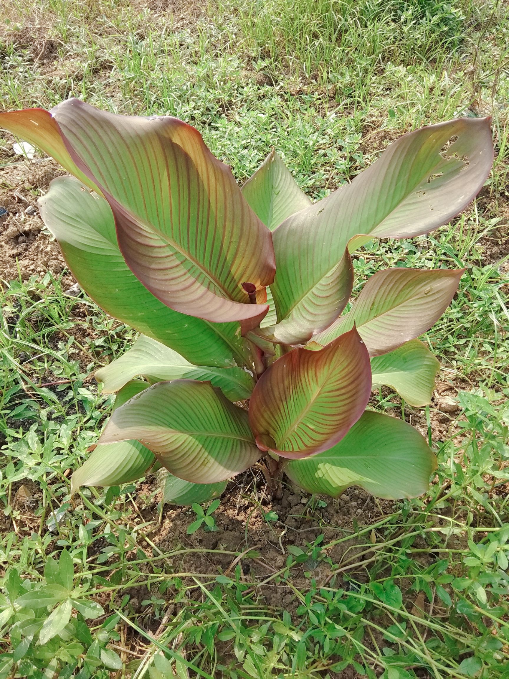 芭蕉芋  蕉芋苗  新鲜蕉芋