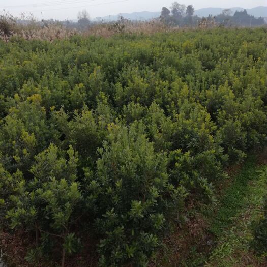 靖州县荸荠杨梅种苗 东魁杨梅苗！黑高峰杨梅苗