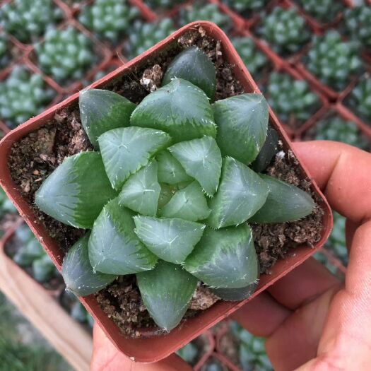 昆明玉露
