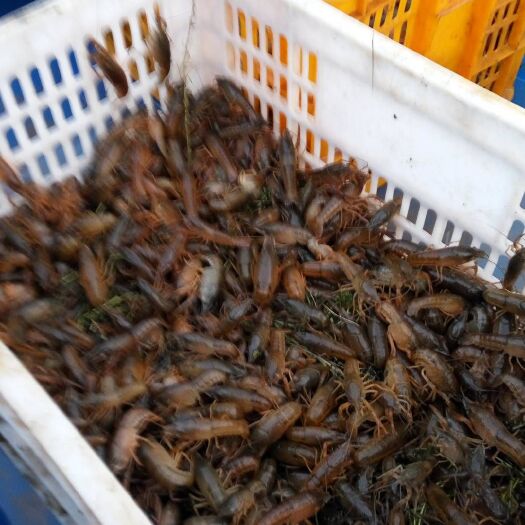 潜江市 虾苗