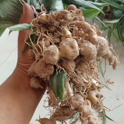双江县黄精种苗 滇黄精苗，全野生苗大量有货