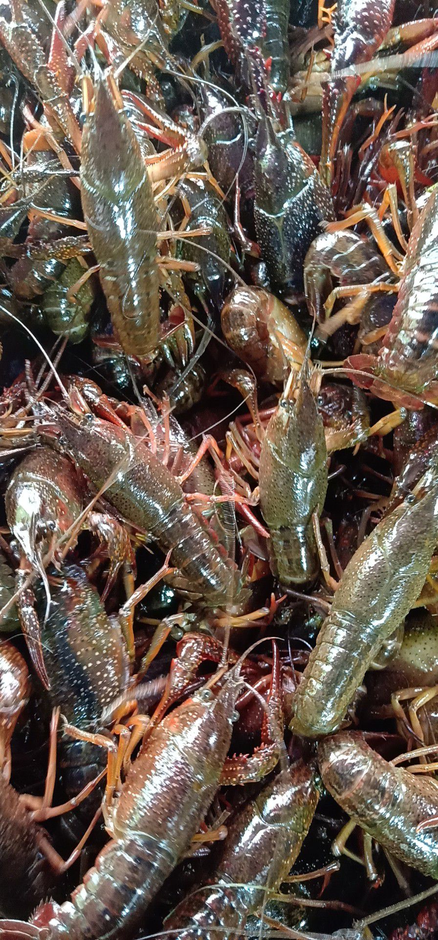  优质清水小龙虾