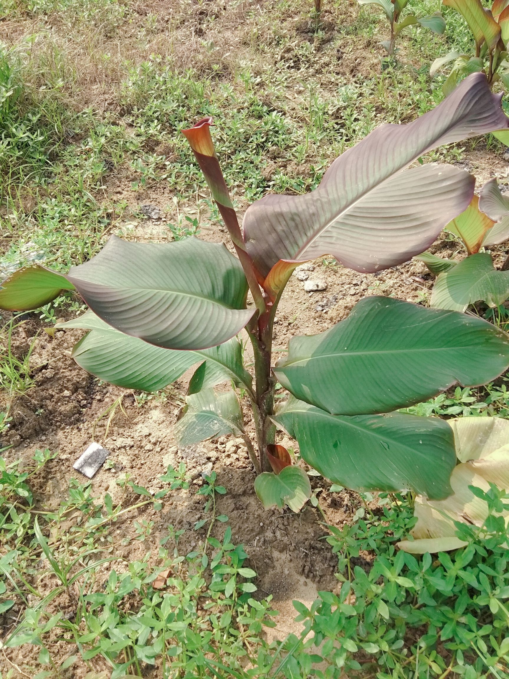 芭蕉芋  蕉芋苗  新鲜蕉芋