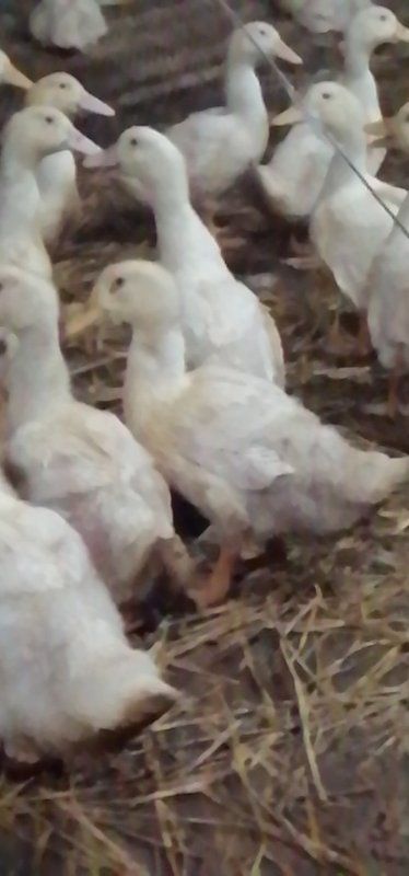 白鸭 6-7斤 统货 全圈养