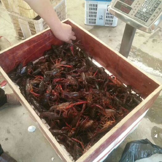 潜江市 小龙虾中青
