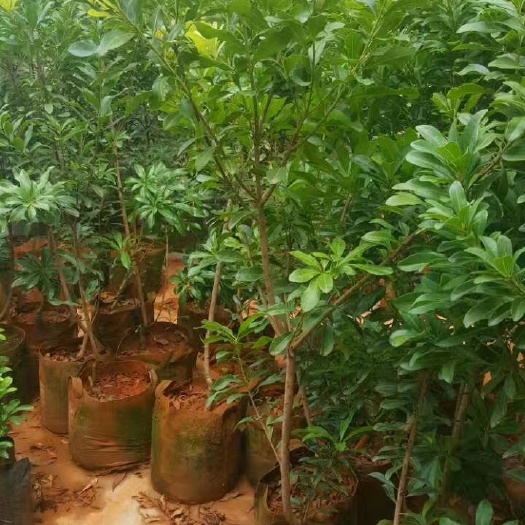东魁杨梅树苗  杨梅苗，东魁，荸荠，硬丝，普早货源充足，品种优良保证。