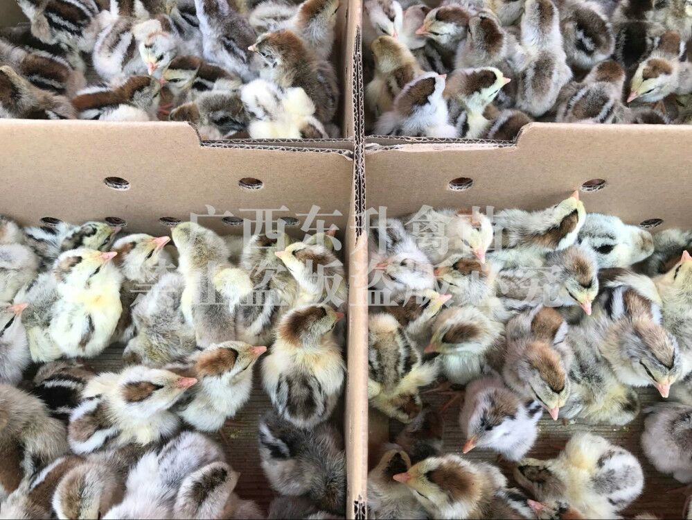 彩凤鸡苗