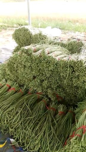 大名县绿翡翠长豆角  长豆角！细！长！适合大重口味！