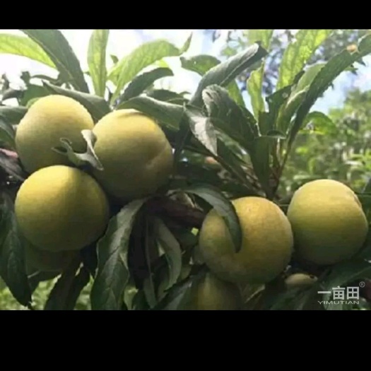 镇宁县 安顺镇宁六马蜂糖李六月份即将上市，四月李五月份中旬即将上市