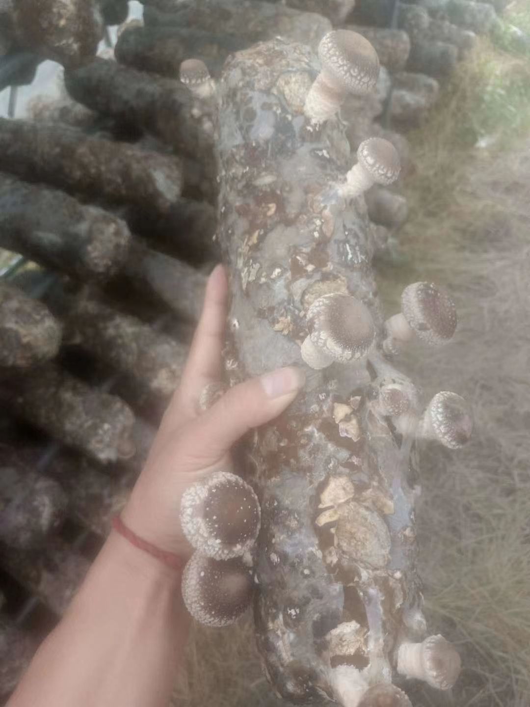  香菇，日产800斤需要的联系