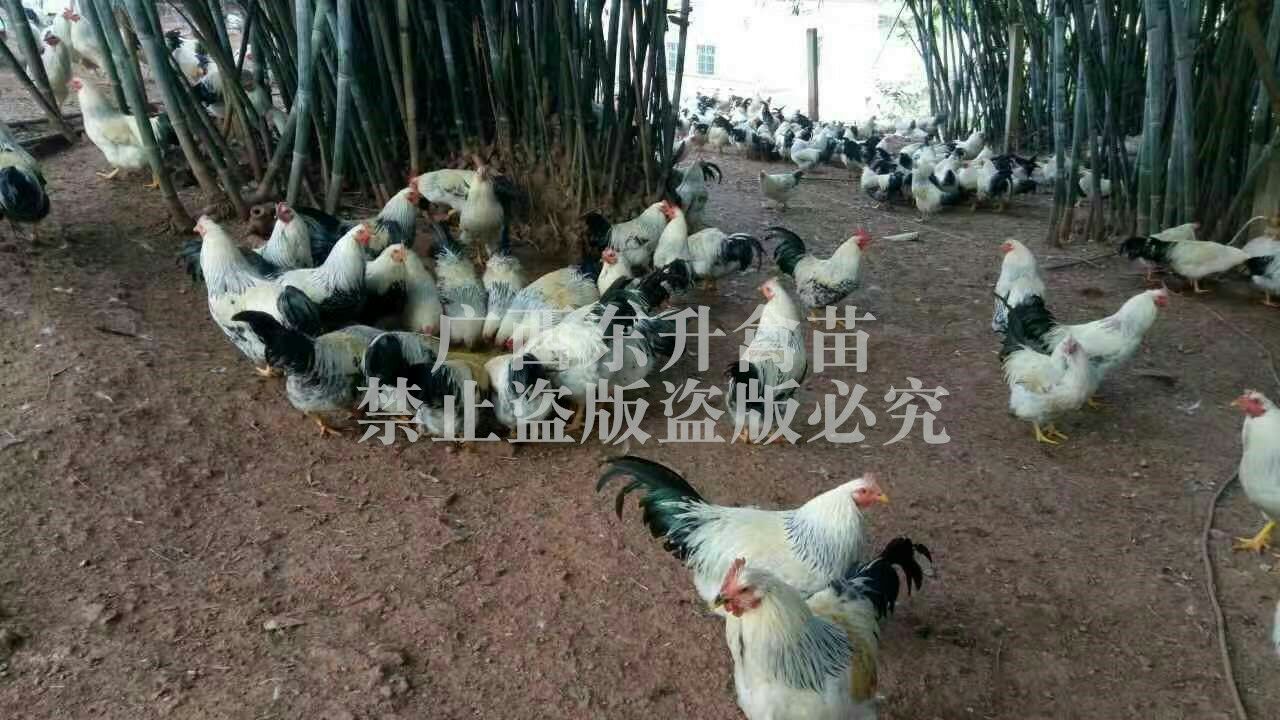  彩凤鸡苗