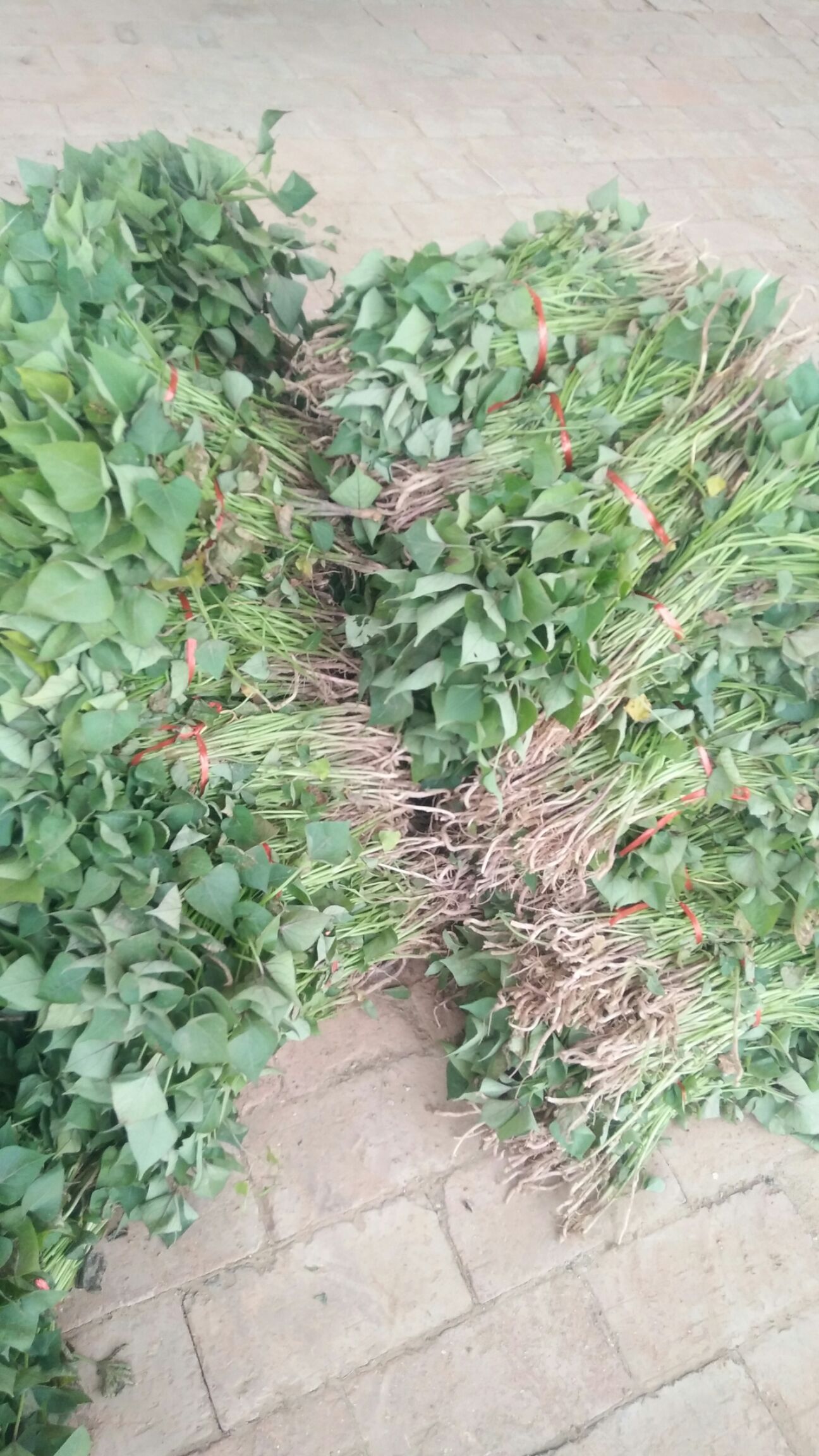 夏津县烟薯25号红薯苗 自己基地育苗，原种脱毒，大田剪苗，拨苗，高产高成活率。
