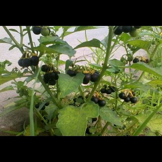 兰考县 龙葵中医药材。