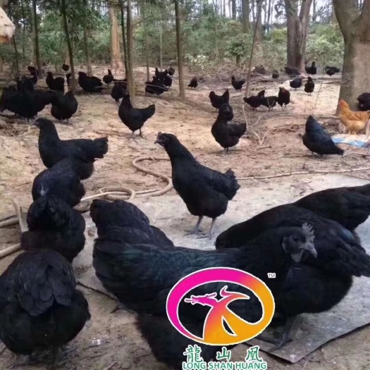 广州五黑鸡苗