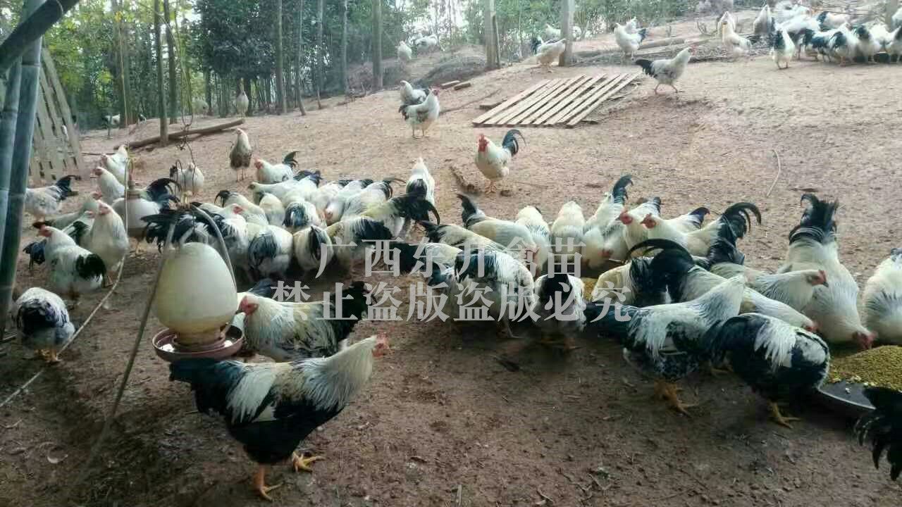  彩凤鸡苗