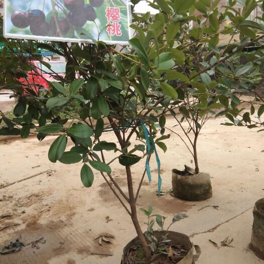 灵山县无核荔枝苗 大量出售优质各类果苗，多品种荔枝，三月红，妃子笑批发代办。
