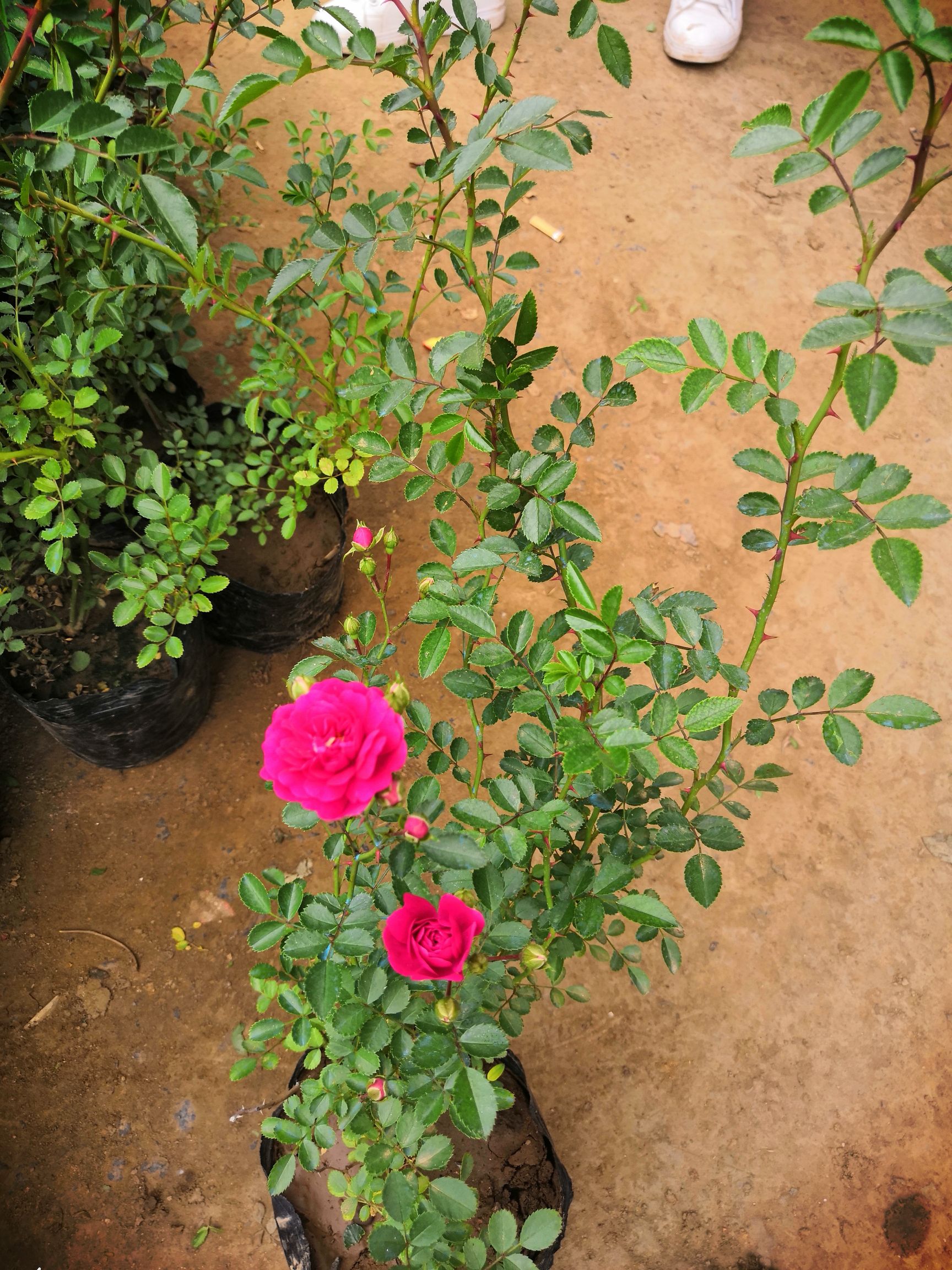 木香花 红花木香 红木香盆栽花卉