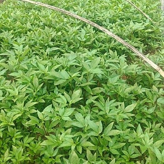 重庆市九叶青花椒苗